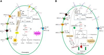 Roles of plastid-located phosphate transporters in carotenoid accumulation